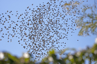 European Starlings 4059
